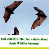 Basic Wild Life Removal