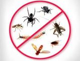 Pest Control Services 