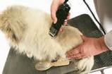 Snowberrys Pet Grooming & Boarding