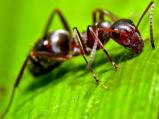 Antex Pest Control