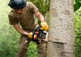 Kolander Tree Service