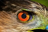 Hawk Eye Photo