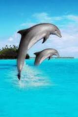 Blue Water Dolphins Massage & Reflexology Technique